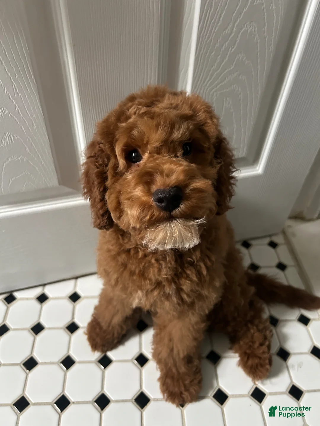 Mixed Breed dogs for sale: Javy - Ad 1