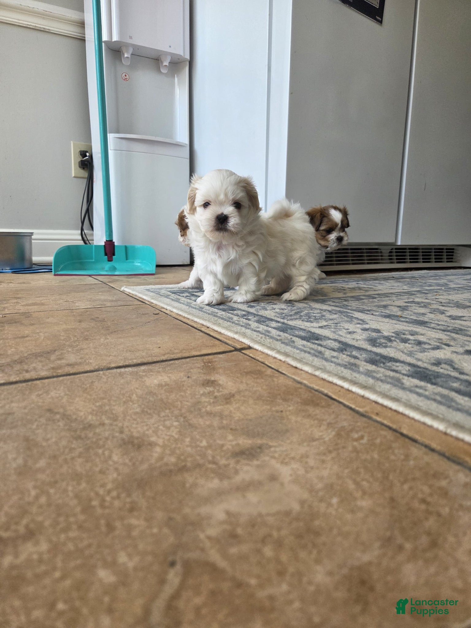 Shihpoo dogs Shihpoo Puppy 4 - Ad 3