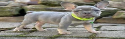 French Bulldog dogs for sale: Teddy Video ad - Ad 9