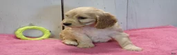 Cockapoo dogs for sale: Beverly - Ad 3