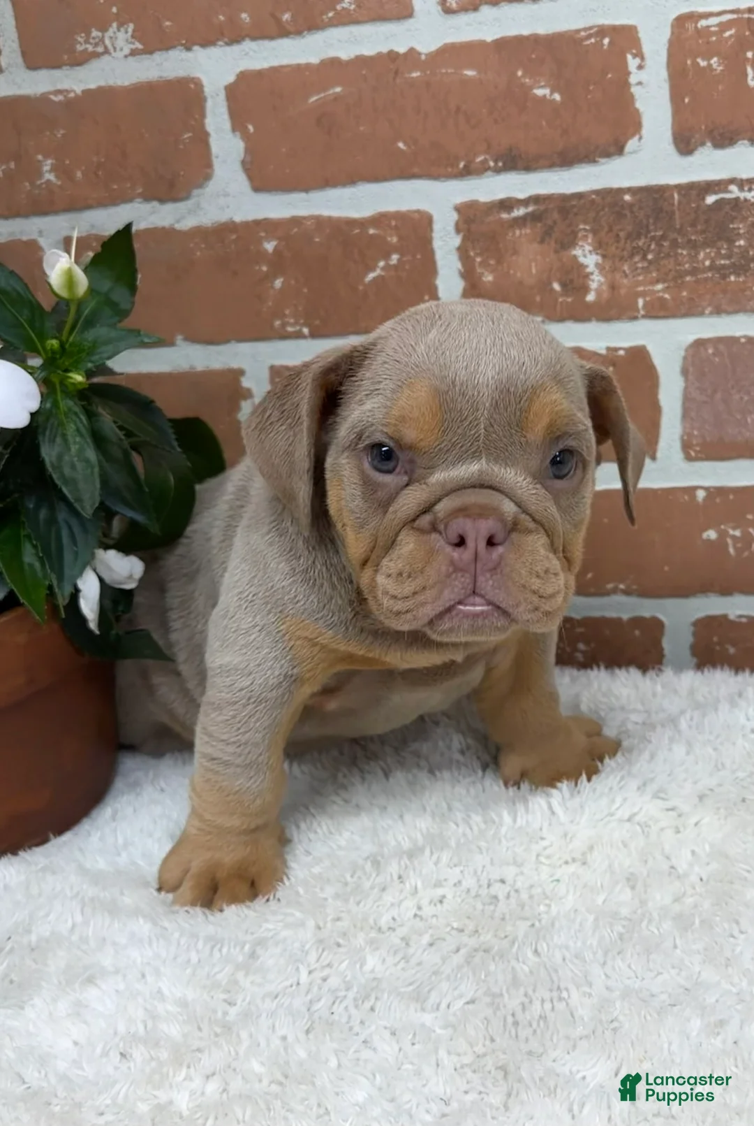English Bulldog dogs for sale: Skye - Ad 1