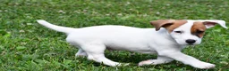 Jack Russell Terrier dogs for sale: Buster - Ad 10