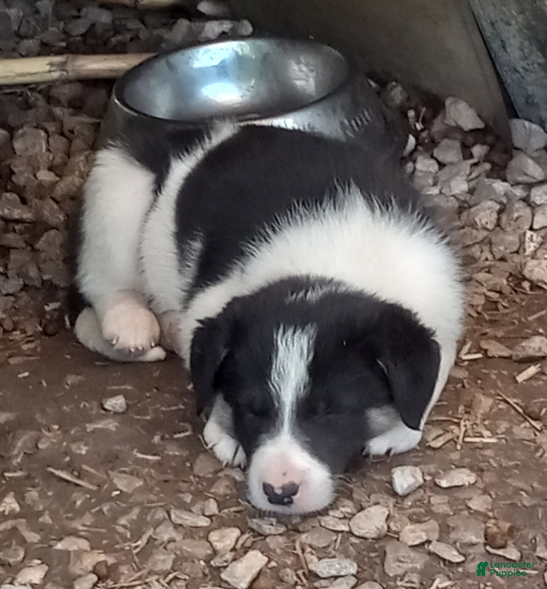Border Collie dogs Sam - Ad 35