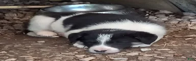 Sam