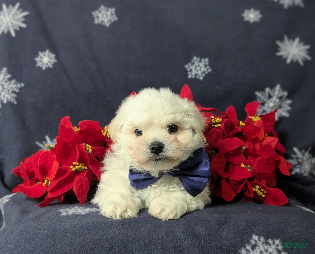 Bichon Frise dogs for sale: Body - Ad 5