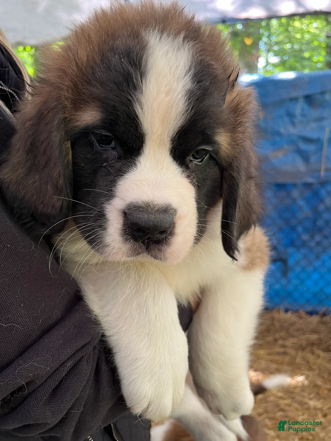 Saint Bernard dogs for sale: Saint Bernard 3 Mike - Ad 1