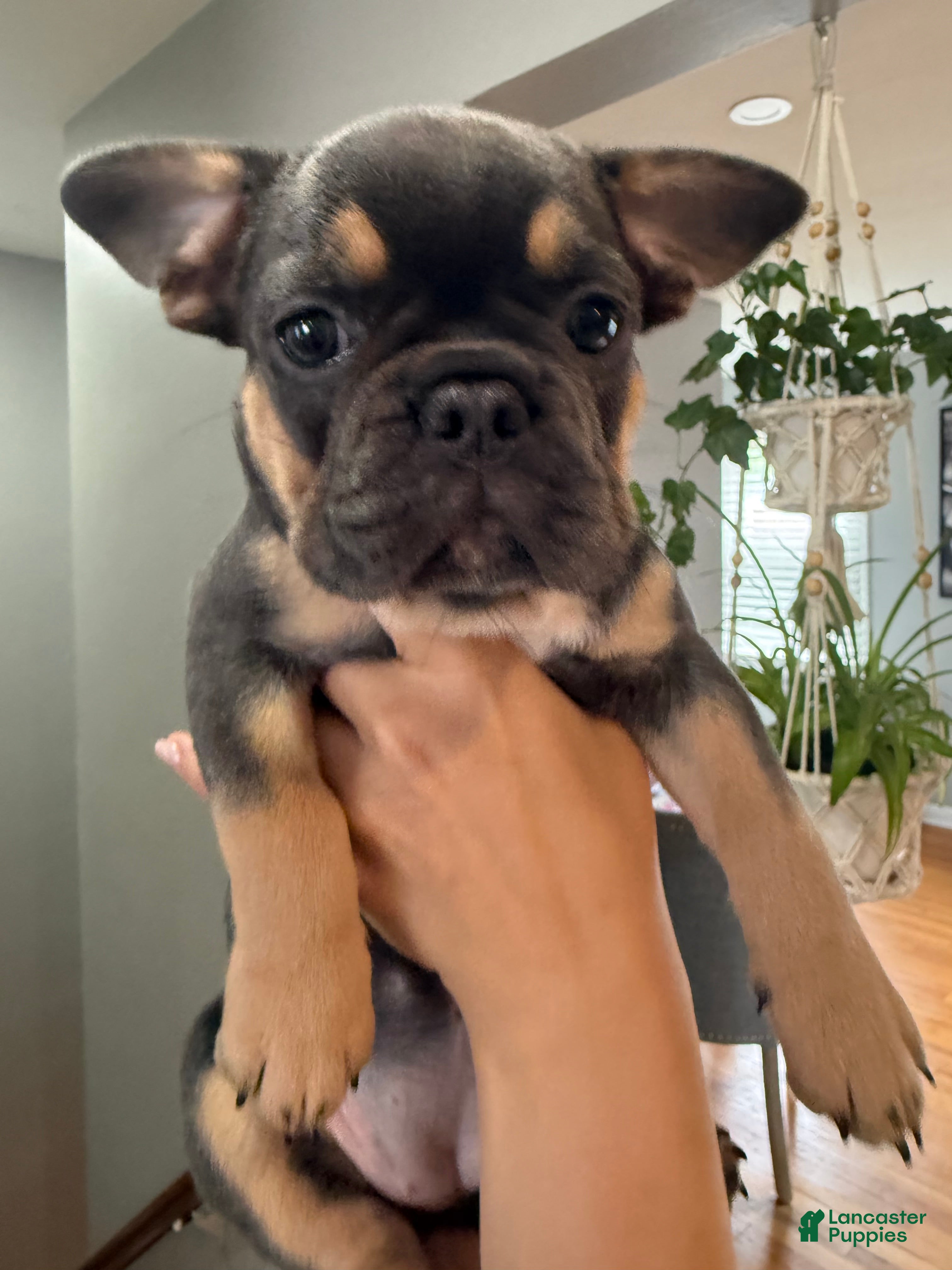 French Bulldog dogs French Bulldog 3 - Ad 2