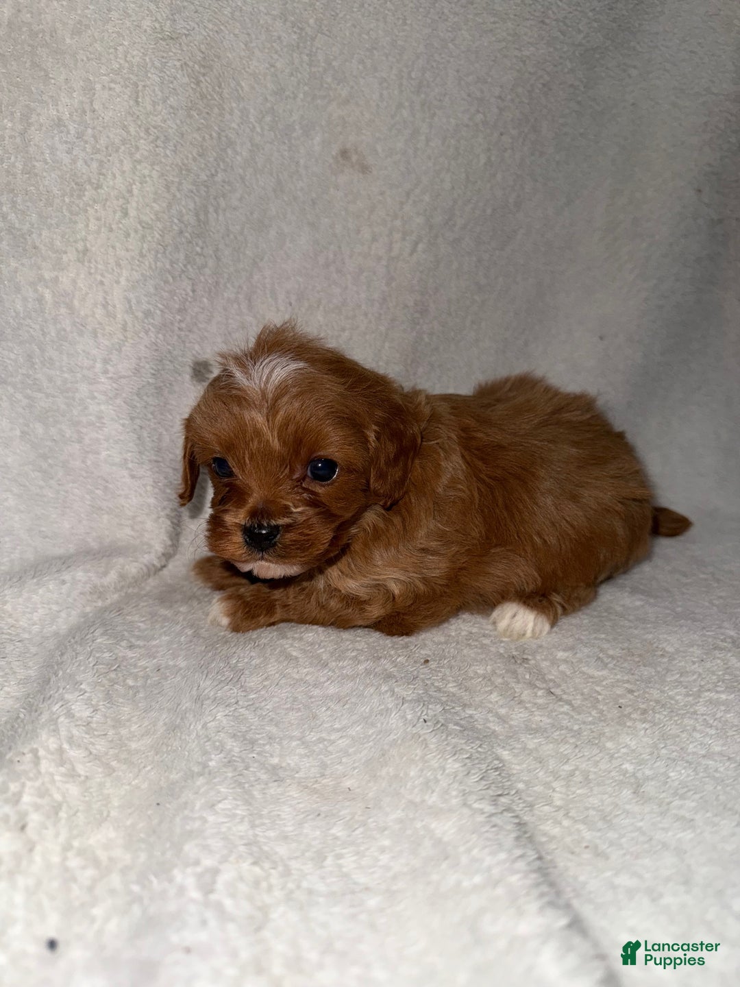 Cavapoo dogs for sale: Cavapoo Puppy 2 - Ad 3