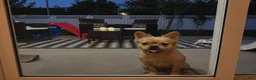 French Bulldog dogs for sale: French Bulldog 1 - Ad 1