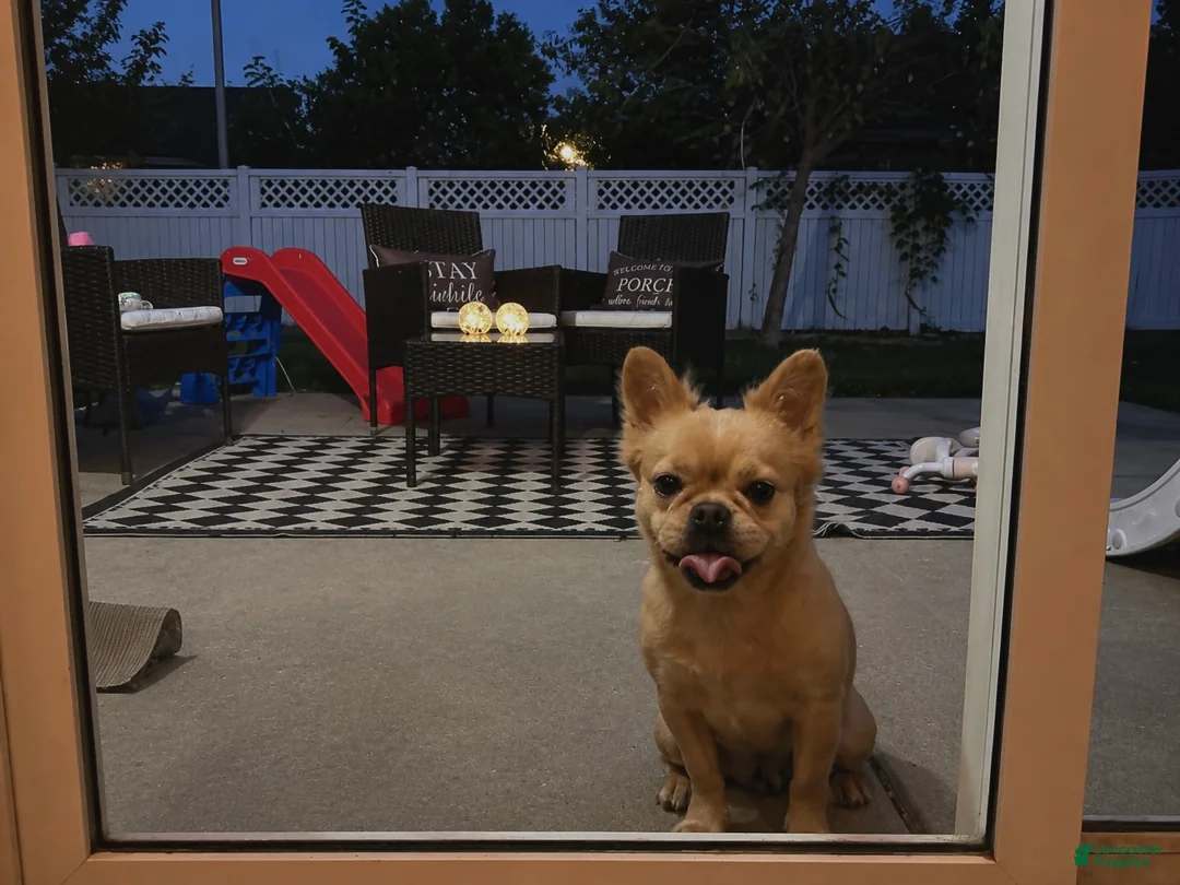 French Bulldog dogs for sale: French Bulldog 1 - Ad 1