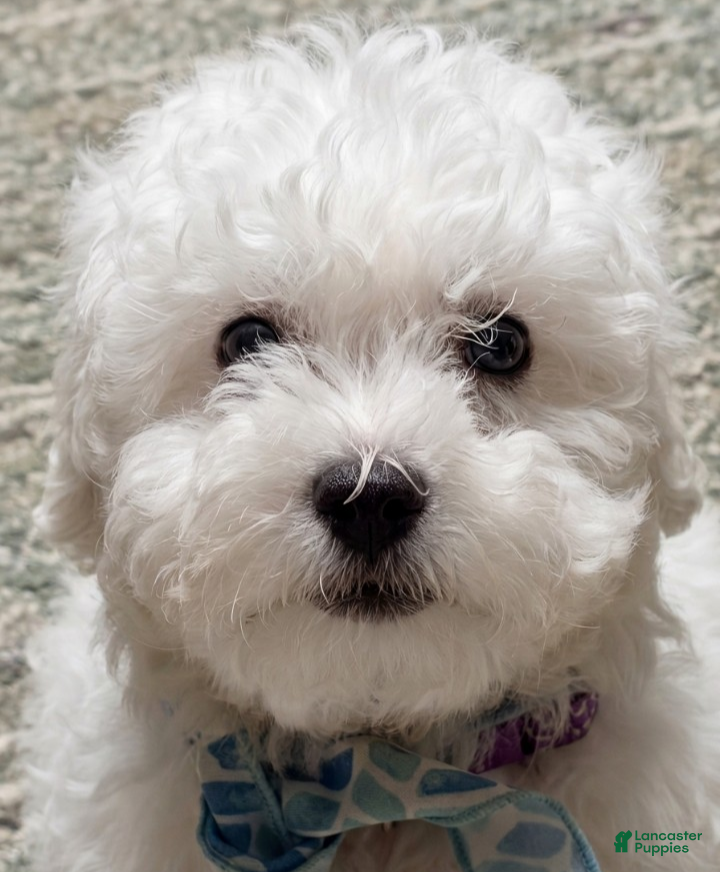 Bichon Frise dogs Bichon Frise Puppy 3 - Ad 7