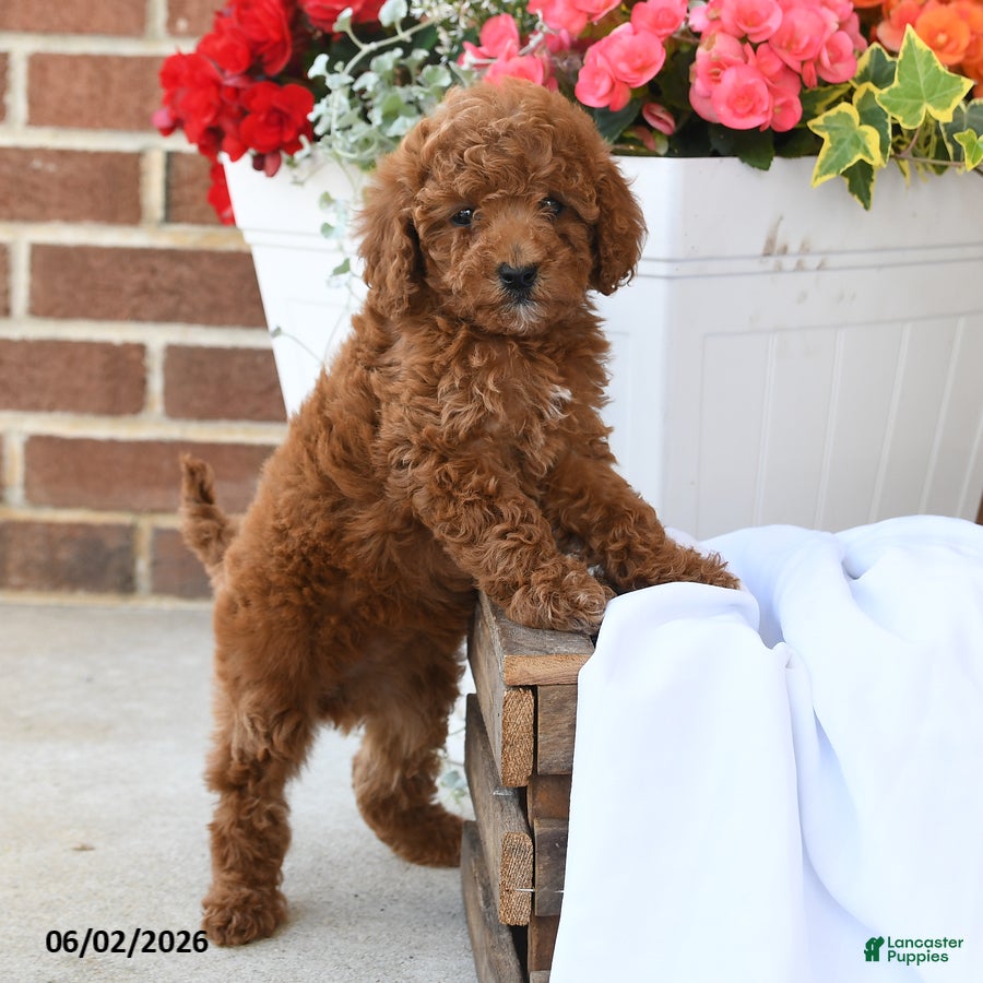 Miniature Poodle dogs Cupcake - Ad 1