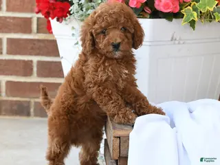 Miniature Poodle dogs for sale: Cupcake - Ad 1