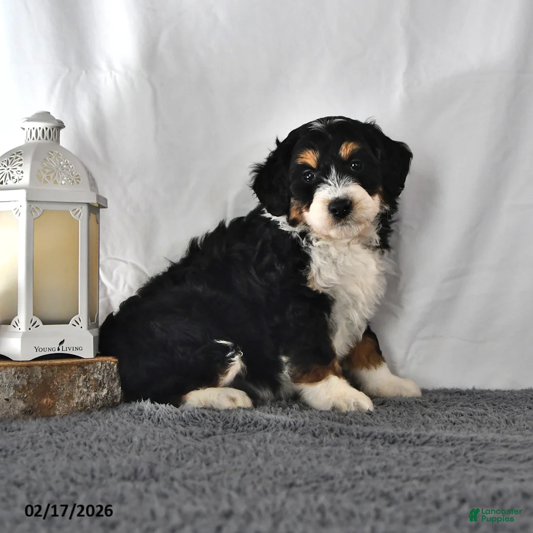 Mini Aussiedoodle dogs for sale: Lilly - Ad 2