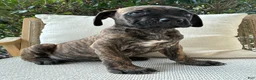Cane Corso dogs for sale: Cane Corso Black/Chestnut Brindle - Ad 4