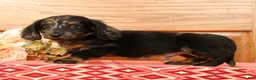 Miniature Dachshund dogs for sale: Tinker - Ad 3