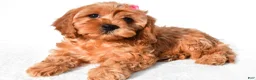 Cavapoo dogs for sale: Rosey - Ad 5