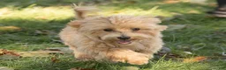 Maltipoo dogs for sale: Nacho Maltipoo Puppy  - Ad 3
