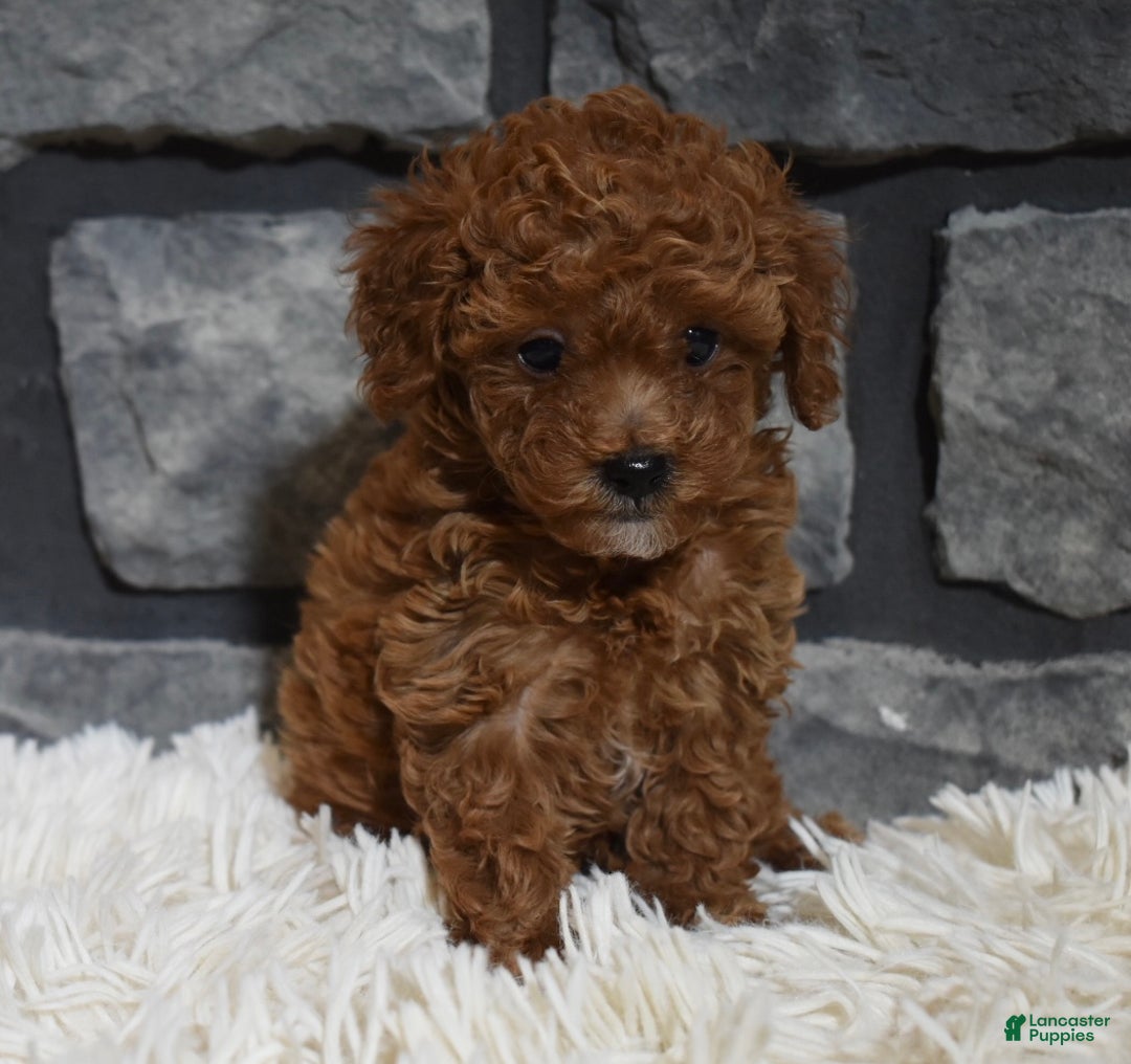 Toy Poodle dogs for sale: Coco - Ad 6