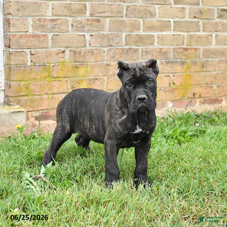 Cane Corso dogs Dreamer - Ad 2