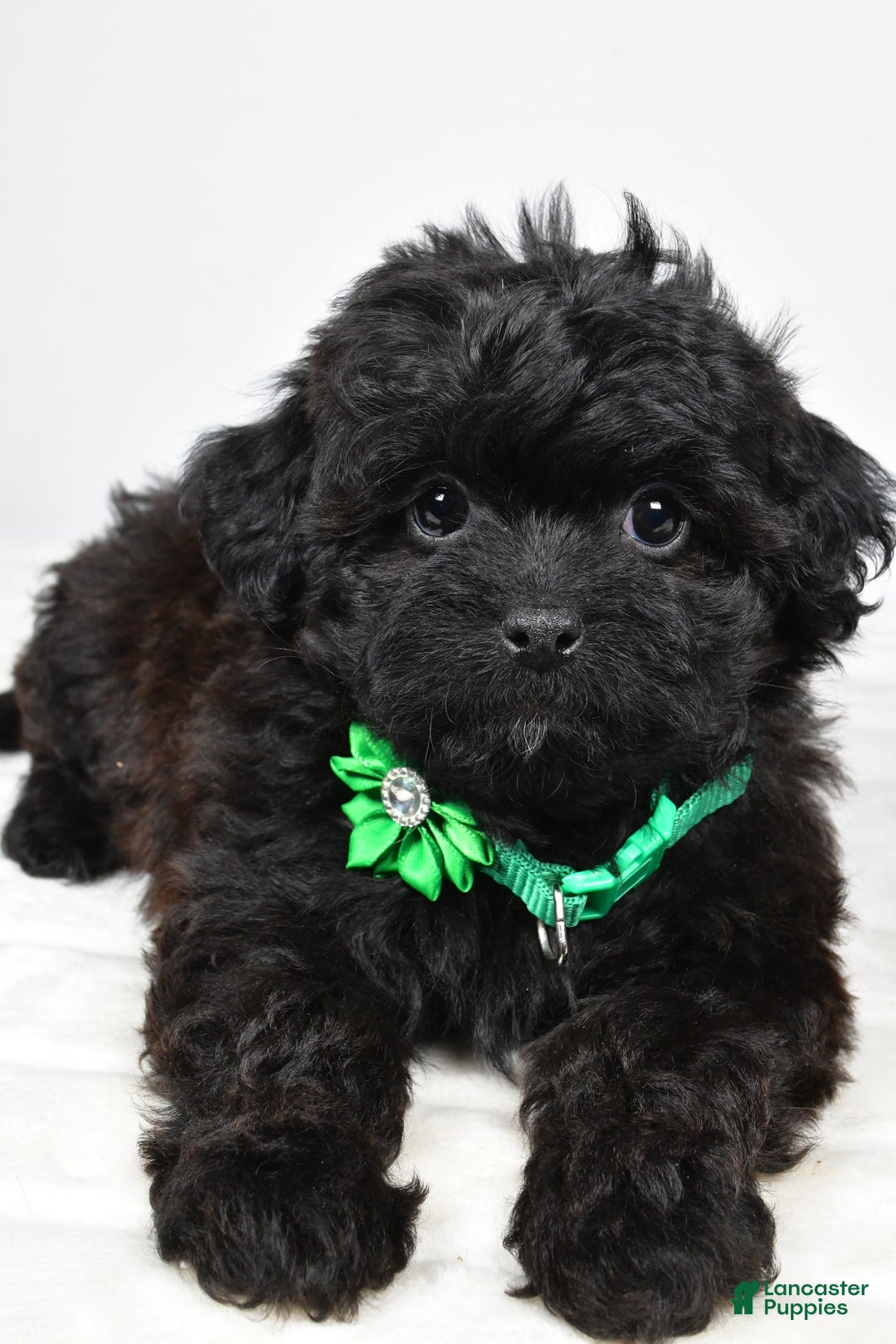Shihpoo dogs for sale: Ivory - Ad 9
