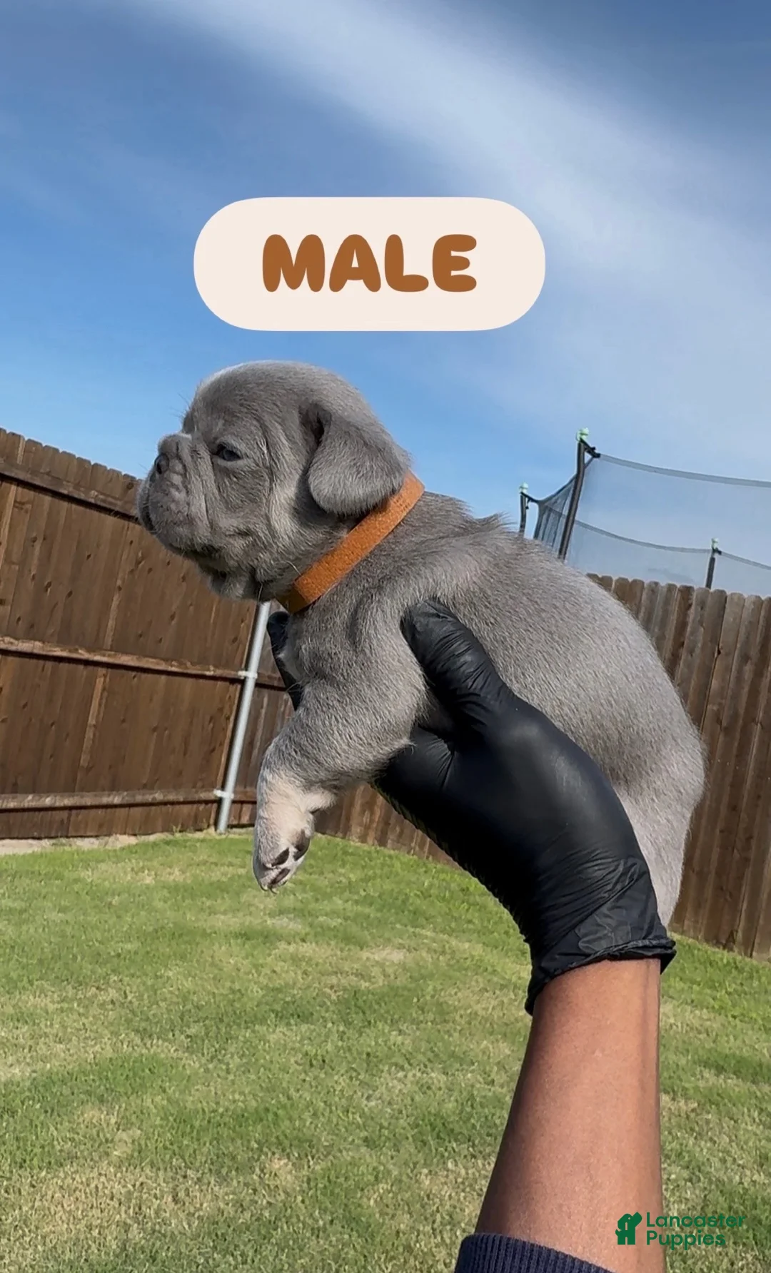 French Bulldog dogs for sale: Boy 1  - Ad 1