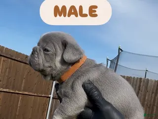 French Bulldog dogs Boy 1 - Ad 12