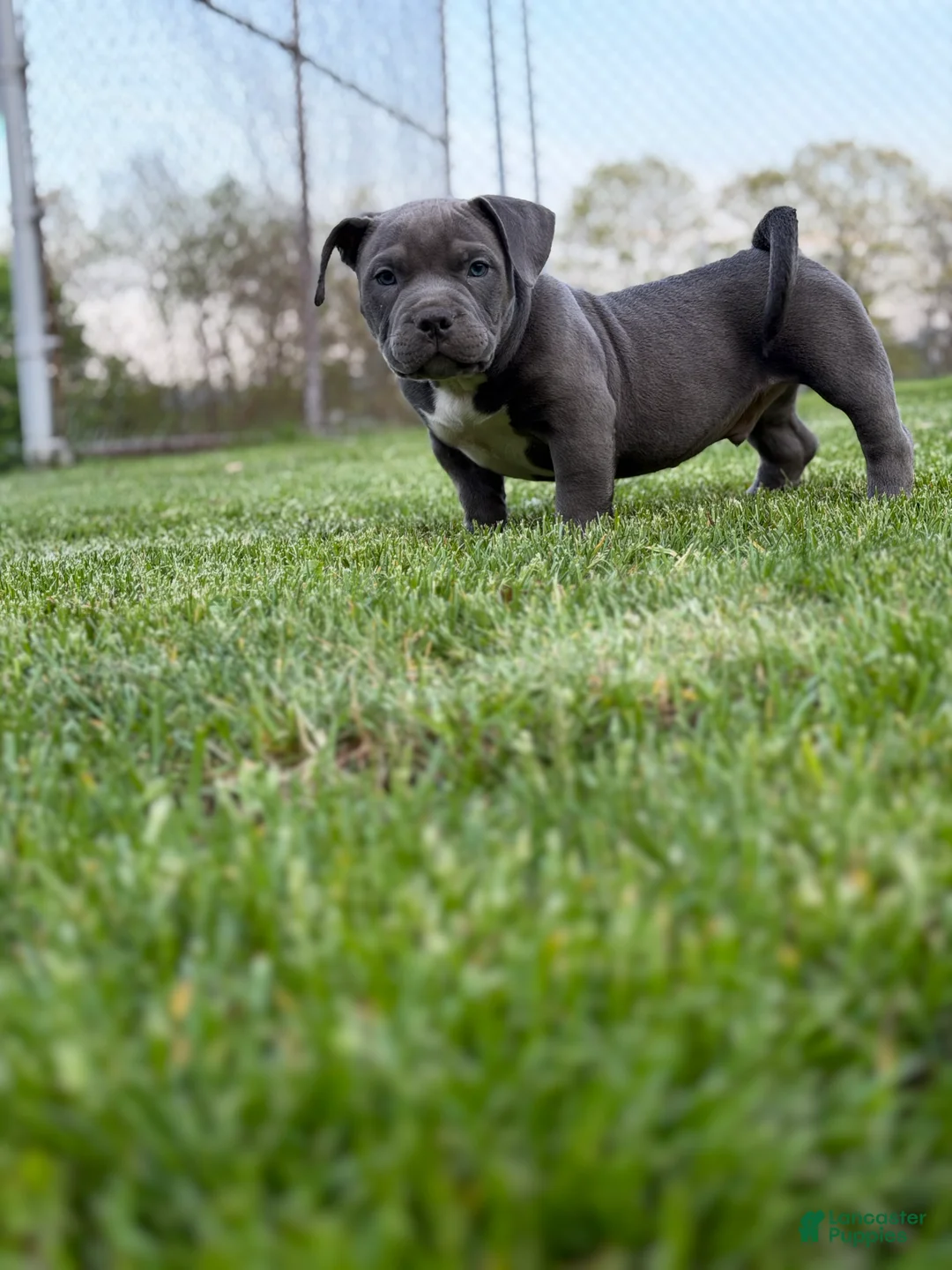 American Bully dogs for sale: American Bully Puppy 1 - Ad 1