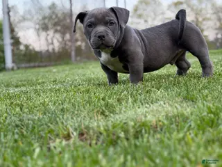 American Bully dogs for sale: American Bully Puppy 1 - Ad 2