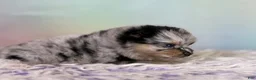 Pomeranian dogs for sale: Tulip - Ad 9