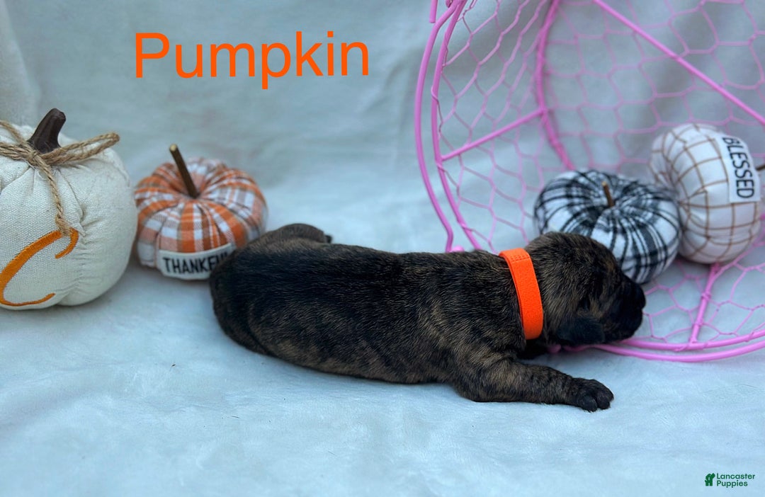 Great Dane dogs for sale: Pumpkin - Ad 7