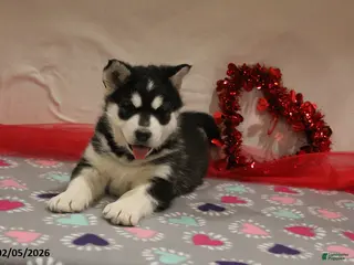 Alaskan Malamute dogs Shadow - Ad 3