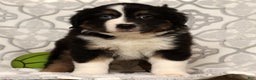 Miniature Australian Shepherd dogs for sale: Toby - Ad 7