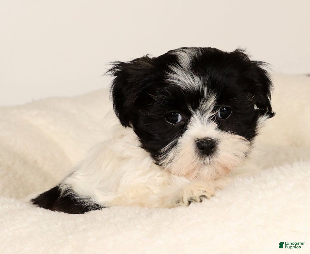 Malshi dogs for sale: Mia - Ad 2