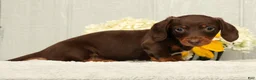 Miniature Dachshund dogs for sale: Jose - Ad 4