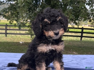 Mini Bernedoodle dogs - Ad 37