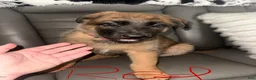 Mixed Breed dogs for sale: German Shepard/ Belgian malinois  3 red collar boy - Ad 1