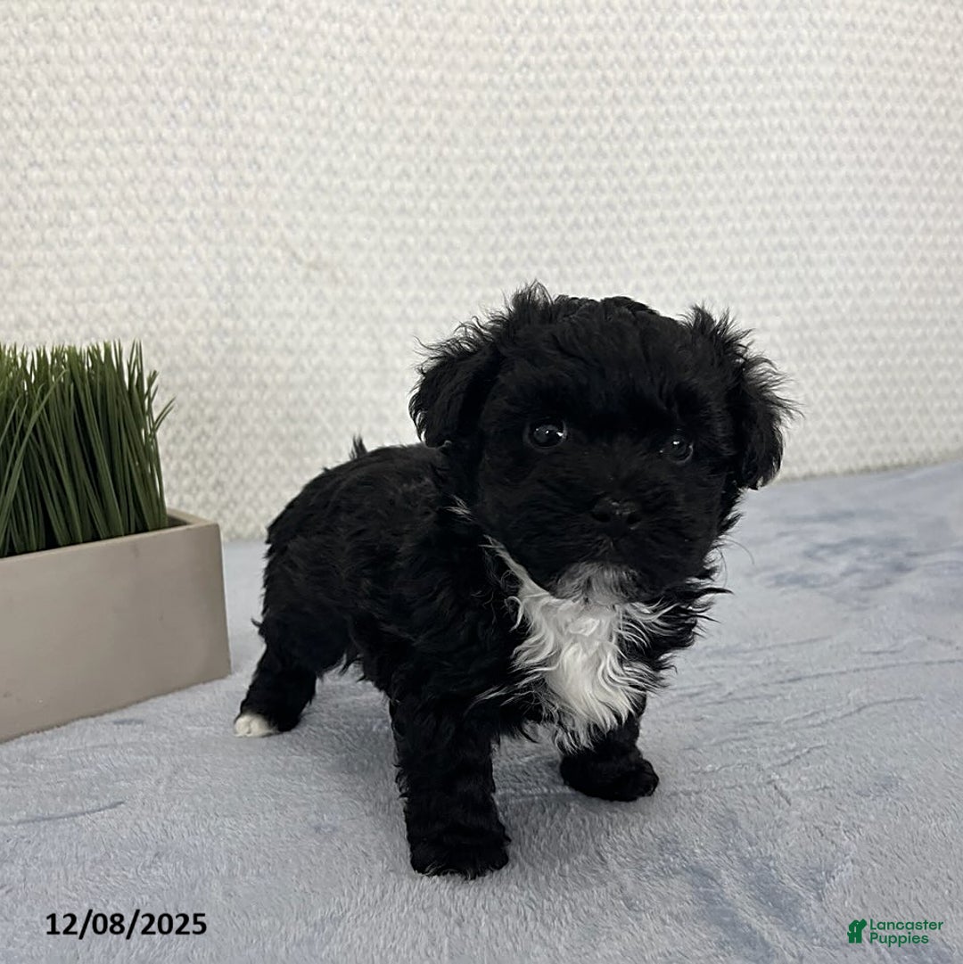 Havapoo dogs for sale: Baxter - Ad 3