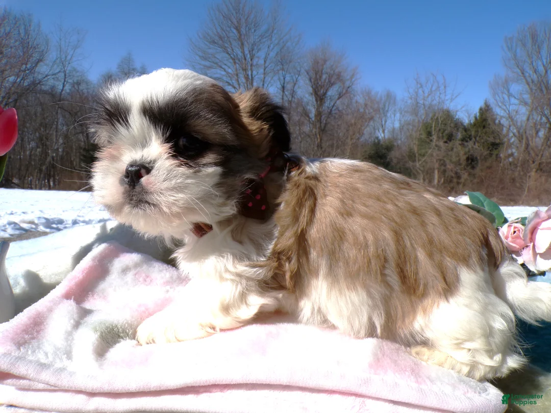Shih Tzu dogs for sale: Shih Tzu Puppy 5 Rueben - Ad 3