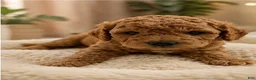 Mini Goldendoodle dogs for sale: Mini Goldendoodle 5 Carmel Ribbon Crunch  - Ad 3
