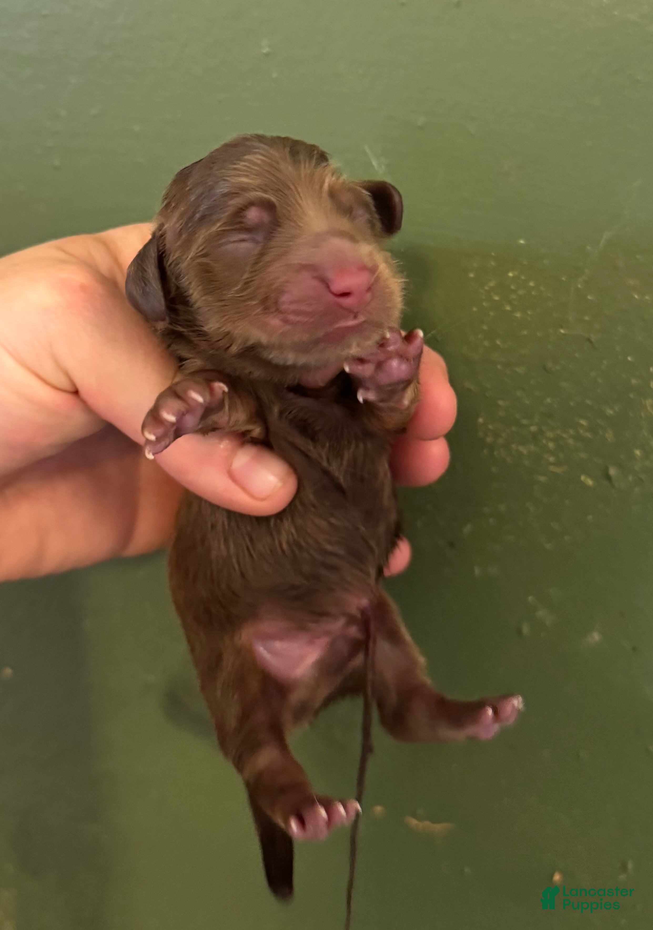 Miniature Dachshund dogs Russian AKC  - Ad 23