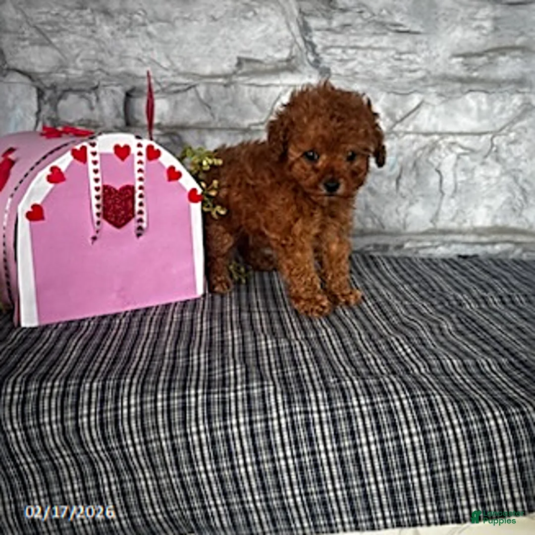 Toy Poodle dogs for sale: Milo - Ad 5