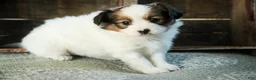 Papillon dogs for sale: Lottie - Ad 4