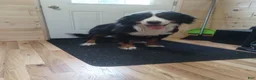 Bernese Mountain Dog dogs for sale: Bernese Mountain Dog 3 - Ad 4