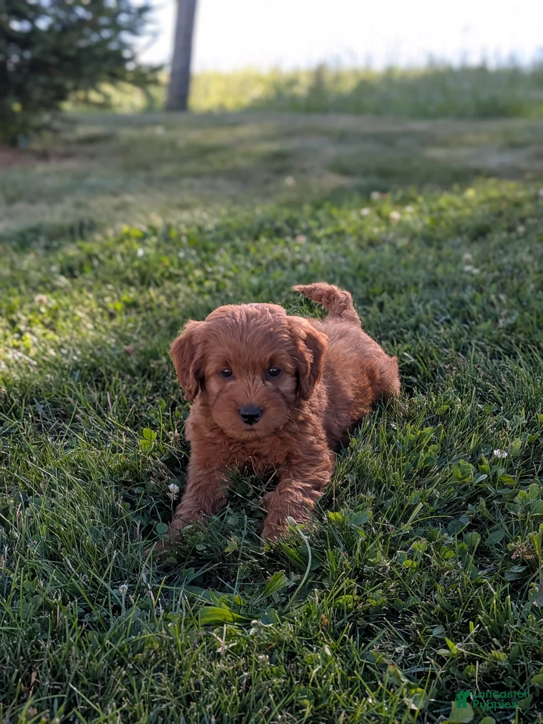 Mini Goldendoodle dogs for sale: Prince  - Ad 1