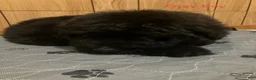 Bouvier Des Flandres dogs for sale: Bouvier Des Flandres 1 - Ad 5