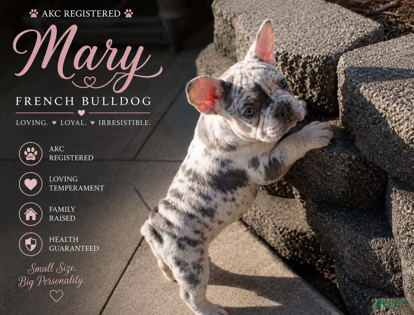 French Bulldog dogs Mary - Ad 1