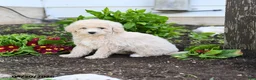 Miniature Labradoodle dogs for sale: Julie  - Ad 1