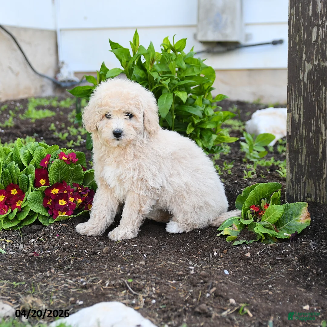 Miniature Labradoodle dogs for sale: Julie  - Ad 1