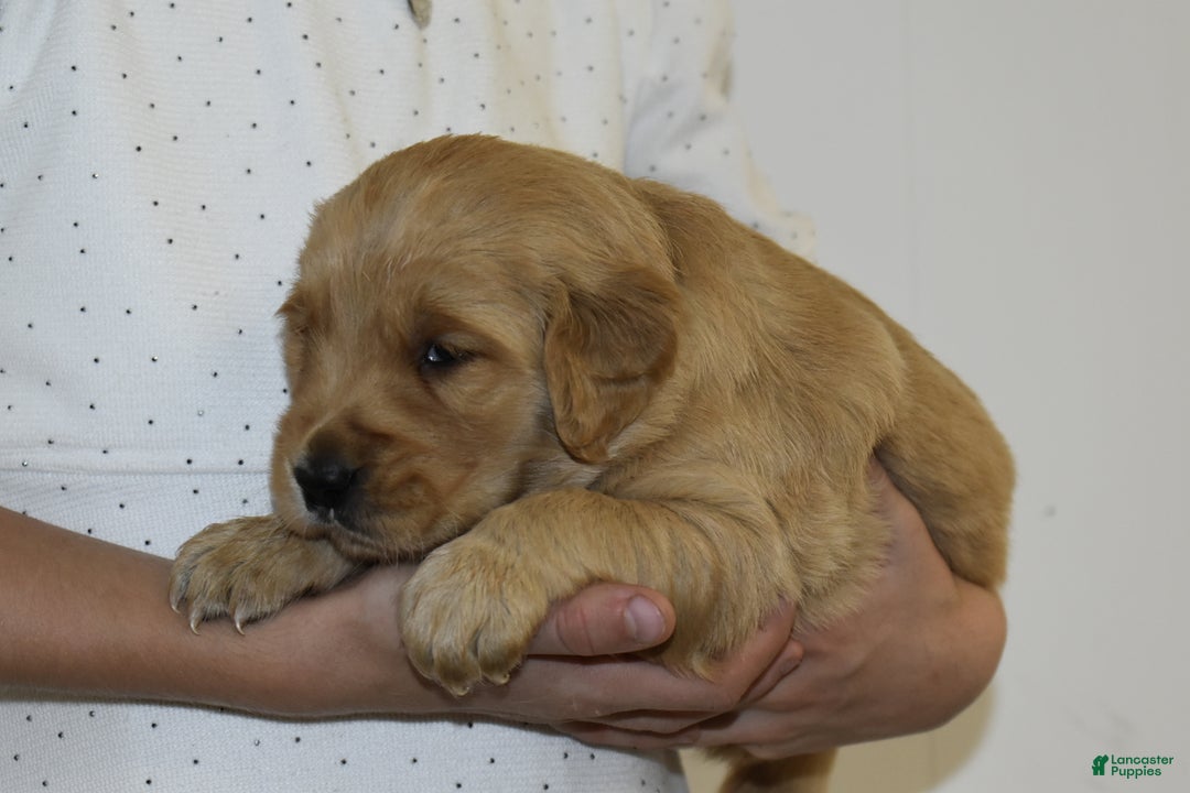 Golden Retriever dogs for sale: London - Ad 3